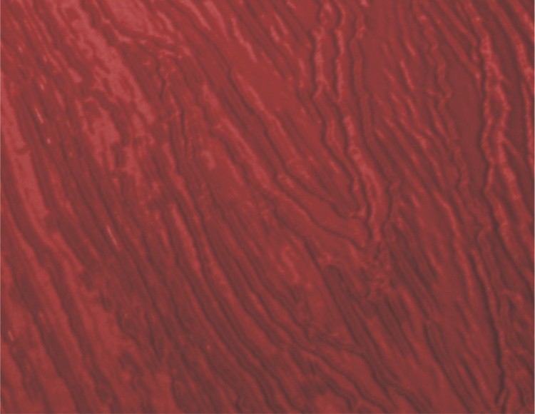 Bordo